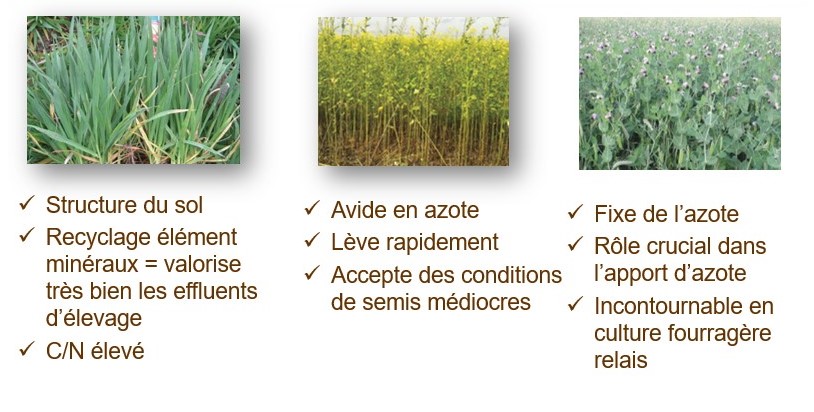 Échanges autour des couverts végétaux