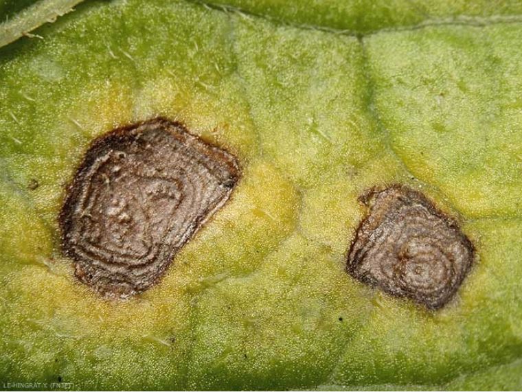 Antracnosis: Síntomas y daños en Patata