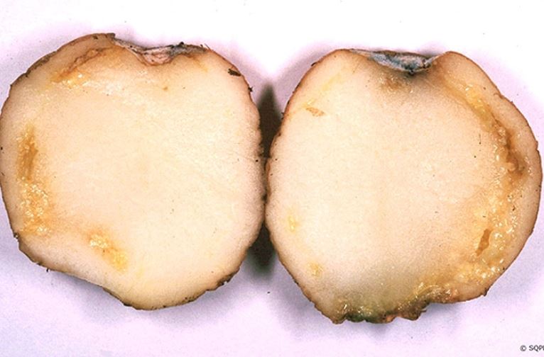 Кольцевая гниль. - Кольцевая гниль Clavibacter Michiganensis картофеля. Бактериальная гниль картофеля. Кольцевая бактериальная гниль.