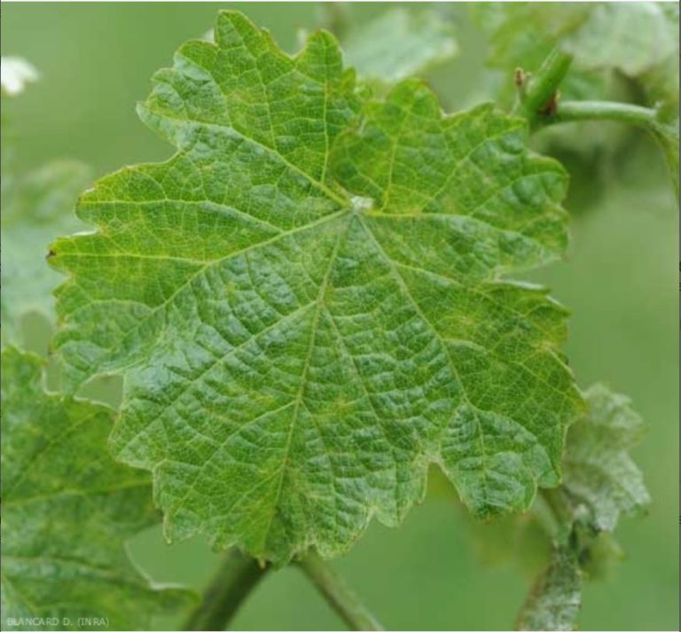 Acariose sur vigne