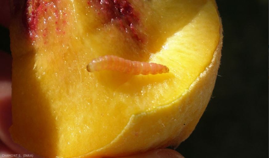 Falsa carpocapsa melocotón