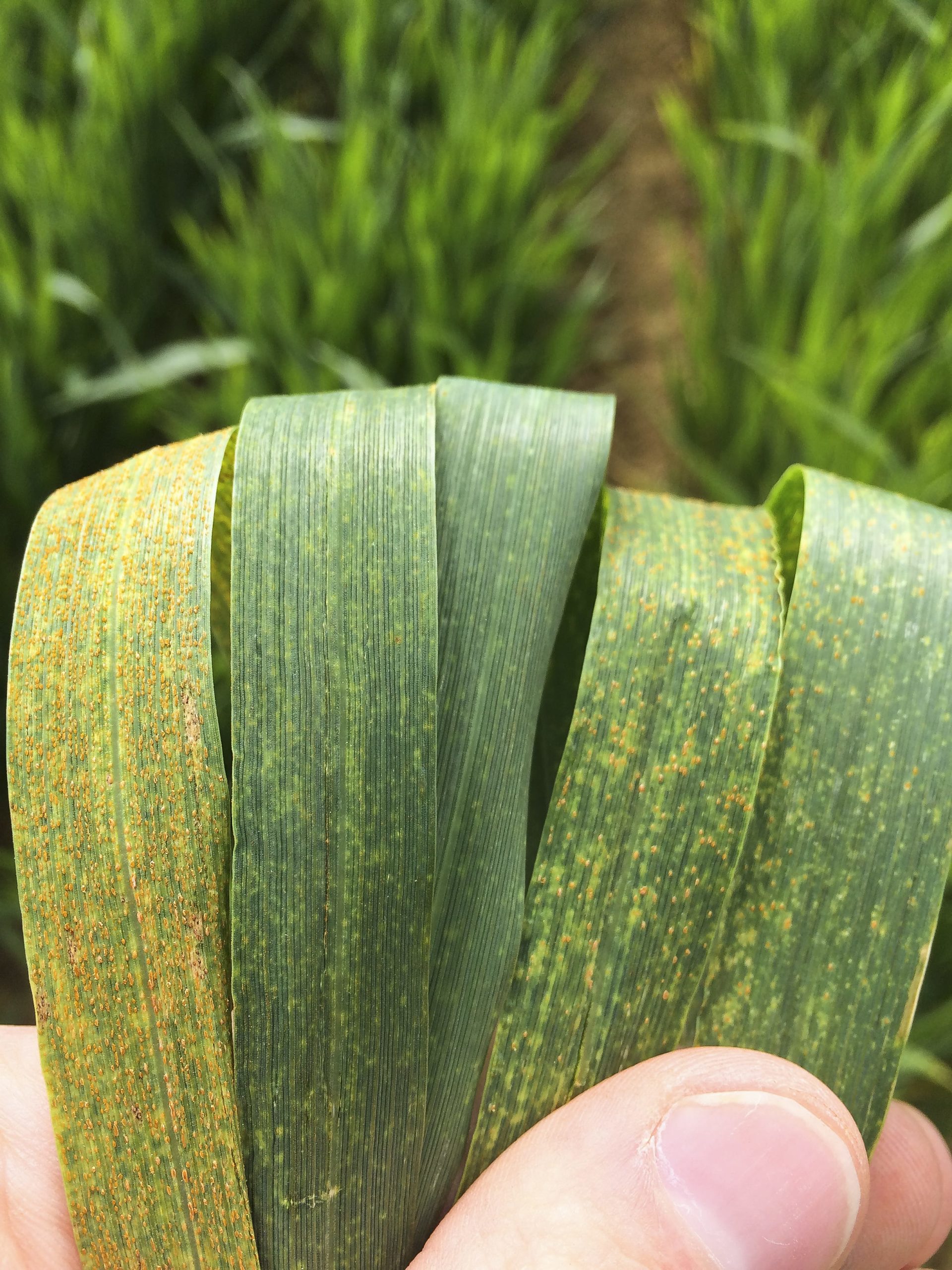 MaladiesRouille_feuilles_blé_evolution_AgrifindAlertes