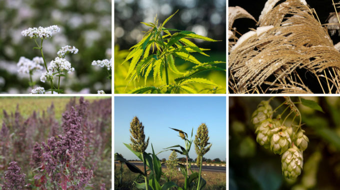 Cultures De Diversification En France