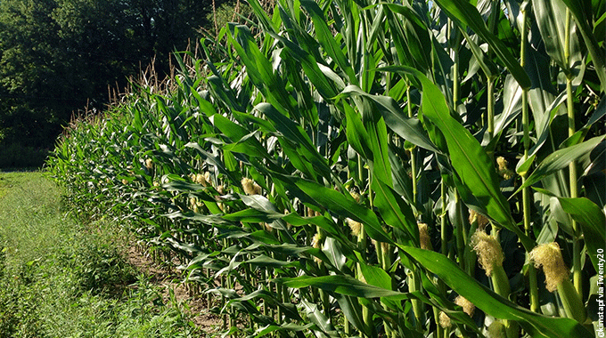 Evaluer La MS Du Maïs Fourrage Pour Réussir Son Ensilage ?