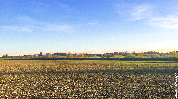 Désherbage D’automne : Prosulfocarbe Attention à La Réglementation