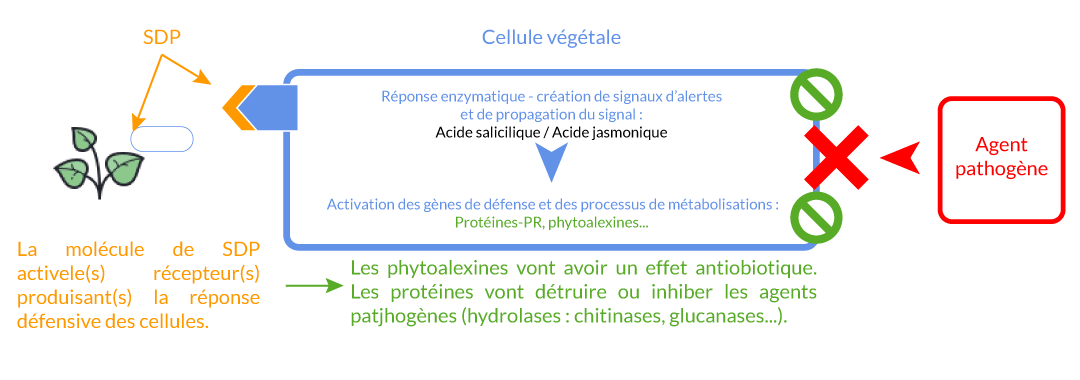 schema_SDP