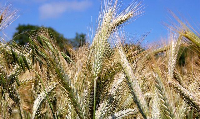 « Les Couverts Végétaux Ont Un Très Grand Intérêt » Jean-Yves Barge, Agriculteur Dans Le Rhône