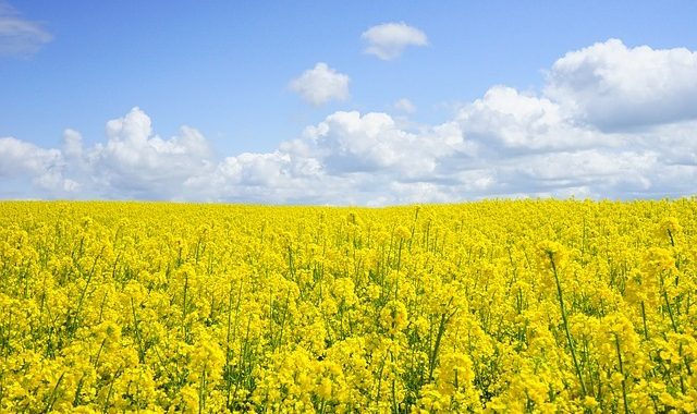 L’agriculture De Conservation Et L’agriculture De Précision M’ont Permis De Retrouver De L’autonomie Sur Mon Exploitation » David Vincent, Agriculteur En Grandes Cultures Dans L’Aude