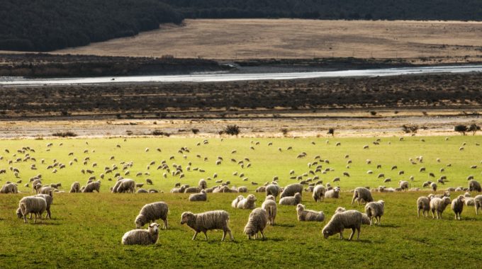 « Allier Performances Techniques, économiques Et Temps Libre : Les Conditions à Remplir Pour Assurer L’avenir Du Métier D’éleveur » Rémi Massol éleveur Ovin Viande Dans Le Tarn