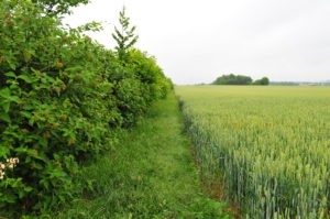 L’intérêt Et L’entretien Des Haies En Agriculture