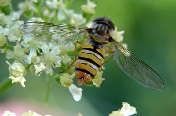 La Biodiversité Fonctionnelle Au Service Des Cultures