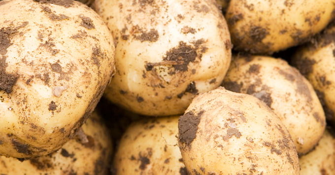 La Ferme HERMANT, Dans La Somme, S’équipe D’une Machine De Tri Optique TOMRA, De La Haute Technologie Pour Soulager Le Travail De Tri Manuel Sur Les 15 000 Tonnes De Pommes De Terre Et 2 500 Tonnes D’oignons Annuelles Récoltées