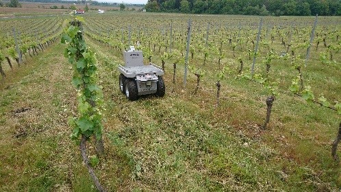 Vendanges Manuelles Ou Mécaniques ?