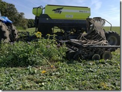 semis direct blé derrière OH sous couvert végétal à forte biomasse