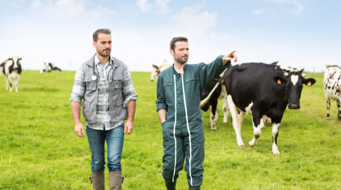 La Location De Vaches : Pour Qui Et Pourquoi ?