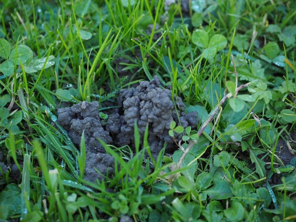 turriculedeversdeterre.jpg Agrifind