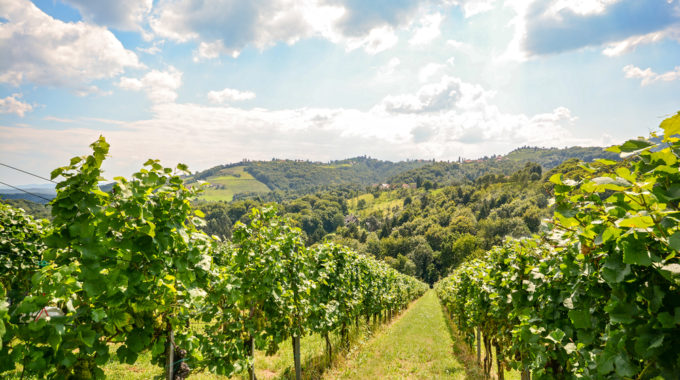 AGAMY Vignoble : Une SCIC Au Service De La Sécurisation Du Foncier Viticole Du Beaujolais